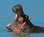 Hippopotamus
