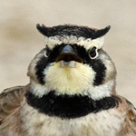 Horned Lark