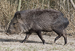 Javelina
