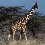 Masai Giraffe