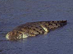 Nile Crocodile