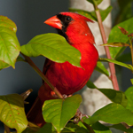 Northern Cardinal
