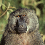 Olive Baboon
