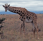 Reticulated Giraffe