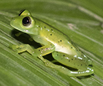 Reticulated Glass Frog