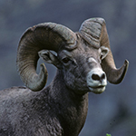 Rocky Mountain Bighorn Sheep