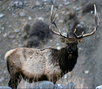 Rocky Mountain Elk