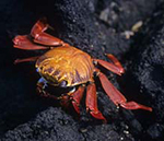 Sally Lightfoot Crab