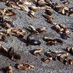 South American Sea Lion