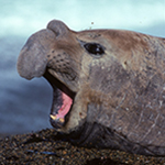 Southern_Elephant_Seal