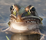 Southern_Leopard_Frog