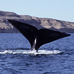 Southern Right Whale