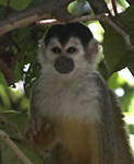 Squirrel Monkey