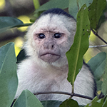 White_headed_Capuchin