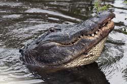 American Alligator