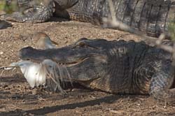 American Alligator