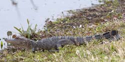 American Alligator