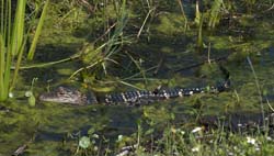 American Alligator