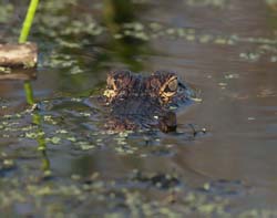 American Alligator