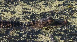 American Alligator