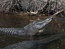 American Alligator