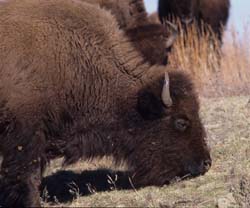 American Bison