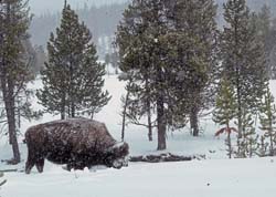 American Bison