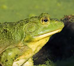 American Bullfrog
