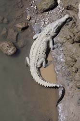 American Crocodile