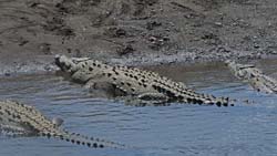 American Crocodile