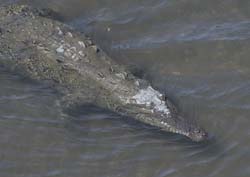 American Crocodile