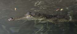 American Crocodile