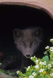 Arctic Fox