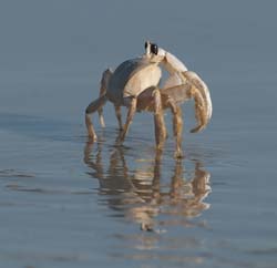 Atlantic Ghost Crab