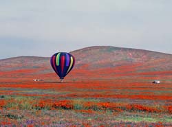 Hot Air Ballon Photo