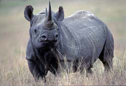 Black Rhinoceros