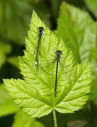 Damselfly