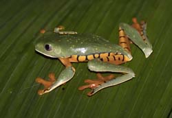Golden-eyed Leaf Frog