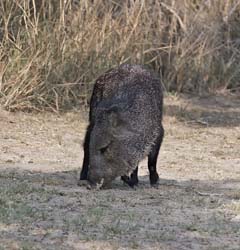 Javelina