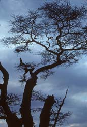 Kenya - Scenery