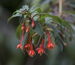 Peru Flowers