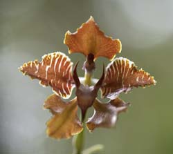 Peru Flowers