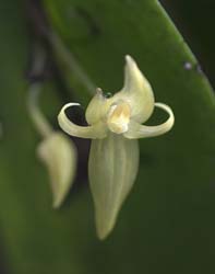 Peru Flowers
