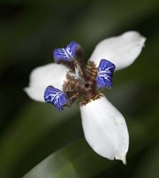 Peru Flowers