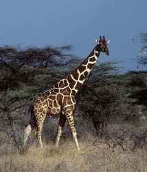 Masai Giraffe