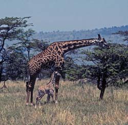 Masai Giraffe