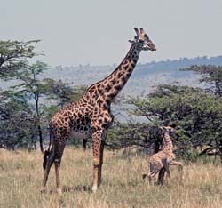 Masai Giraffe