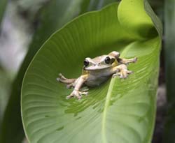 Masked Leaf Frog