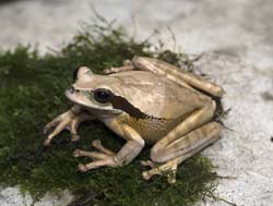 Masked Leaf Frog