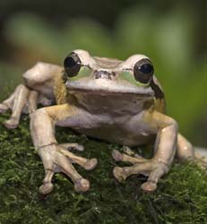 Masked Leaf Frog